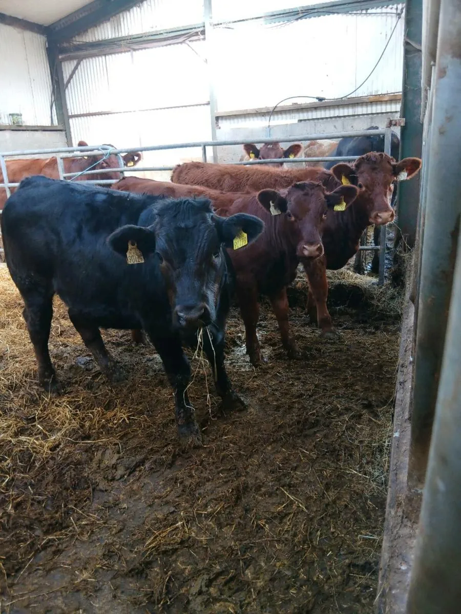 Shorthorn Heifers - Image 1