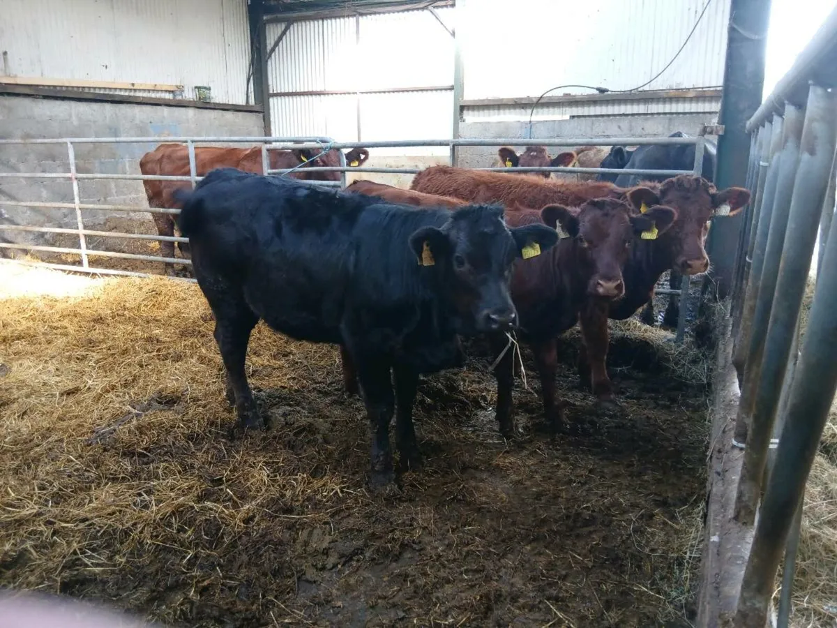 Shorthorn Heifers - Image 2
