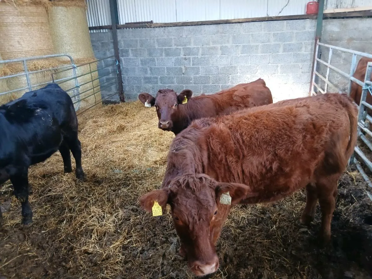 Shorthorn Heifers - Image 3