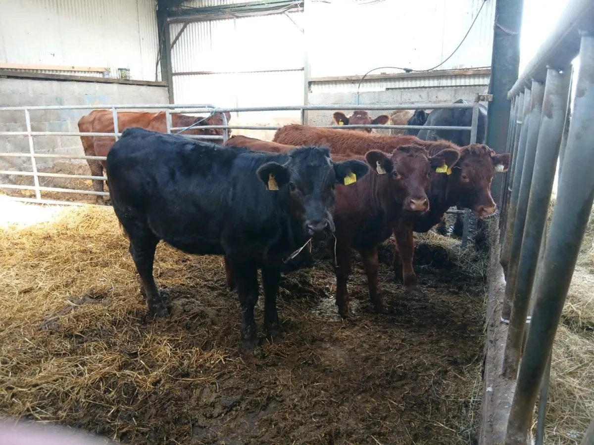 Shorthorn Heifers - Image 4