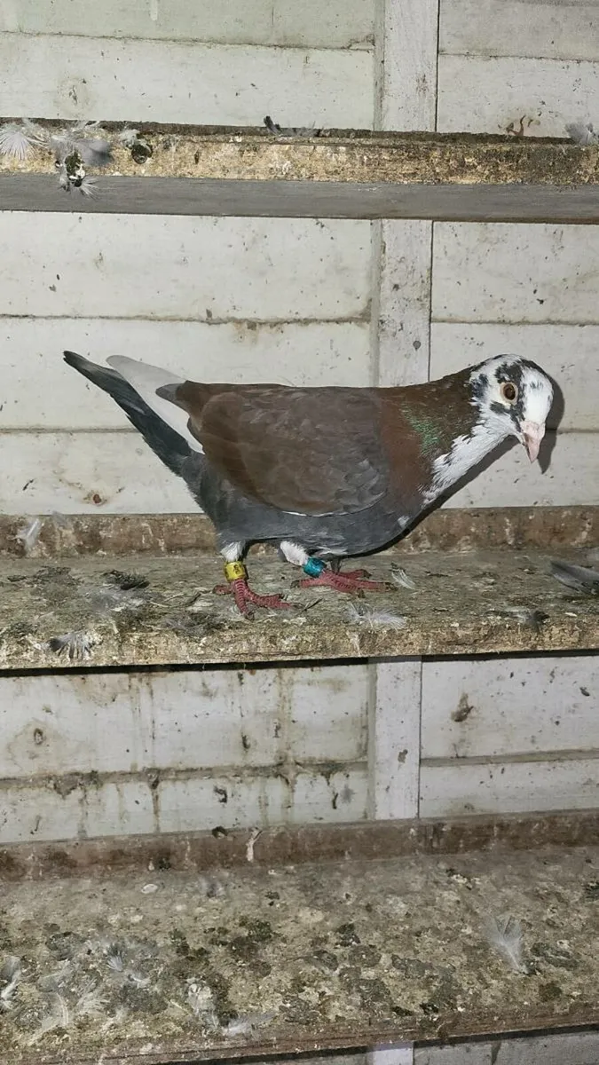 Pigeon - Image 4