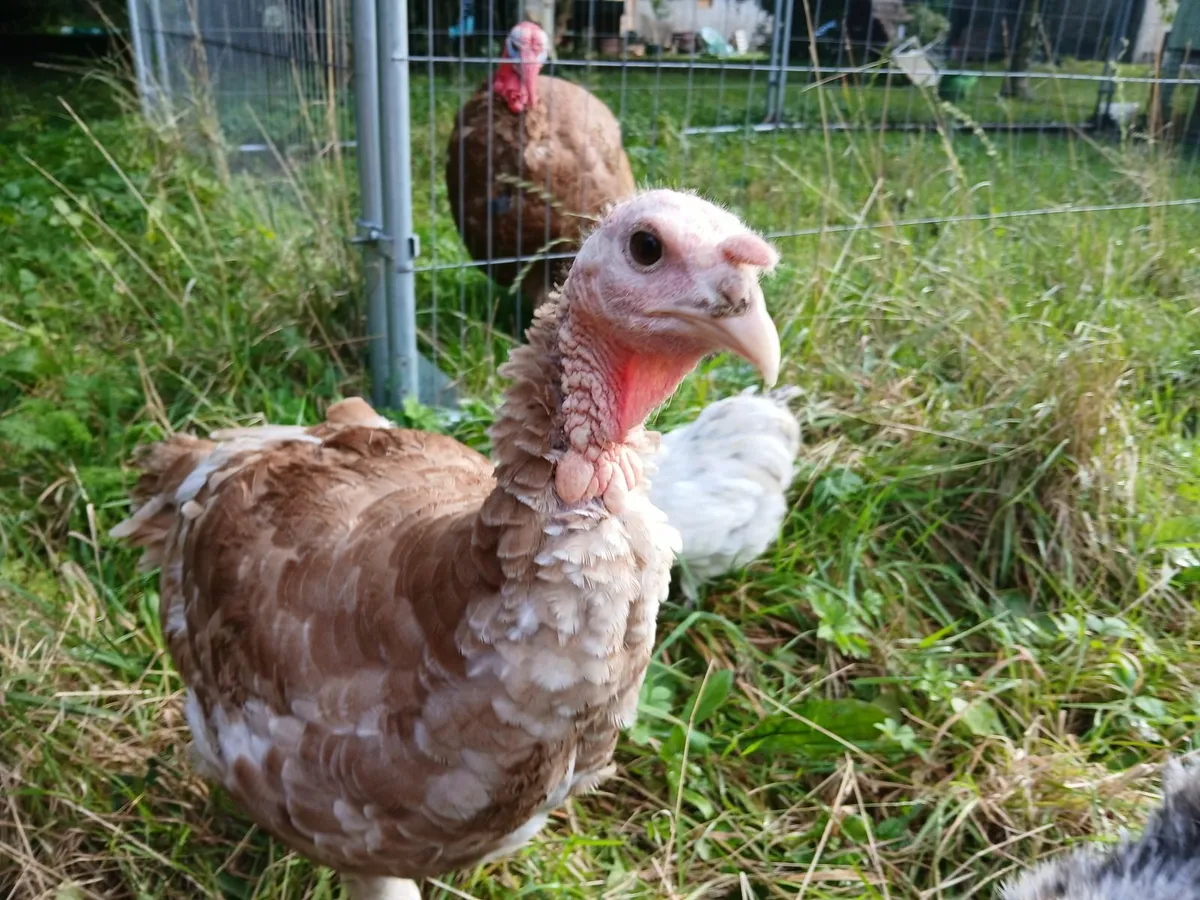 Beautiful  Heritage  Male Bourbon / Bronze Turkey - Image 2