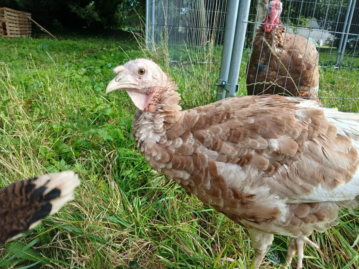 Beautiful  Heritage  Male Bourbon / Bronze Turkey - Image 1