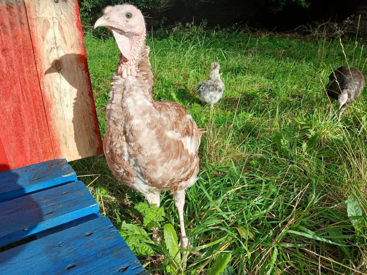 Beautiful  Heritage  Male Bourbon / Bronze Turkey - Image 4