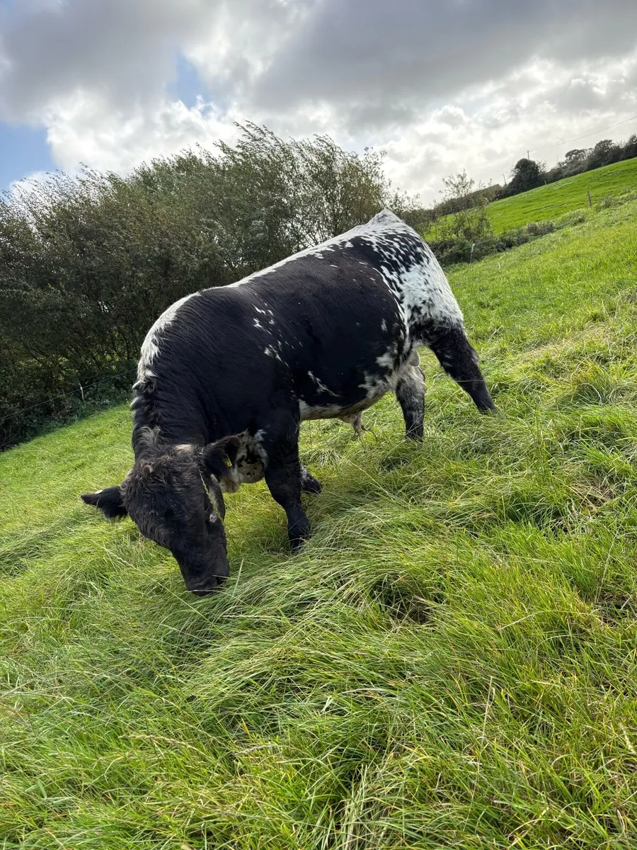 Pedigree Speckle Park Bull - Image 1