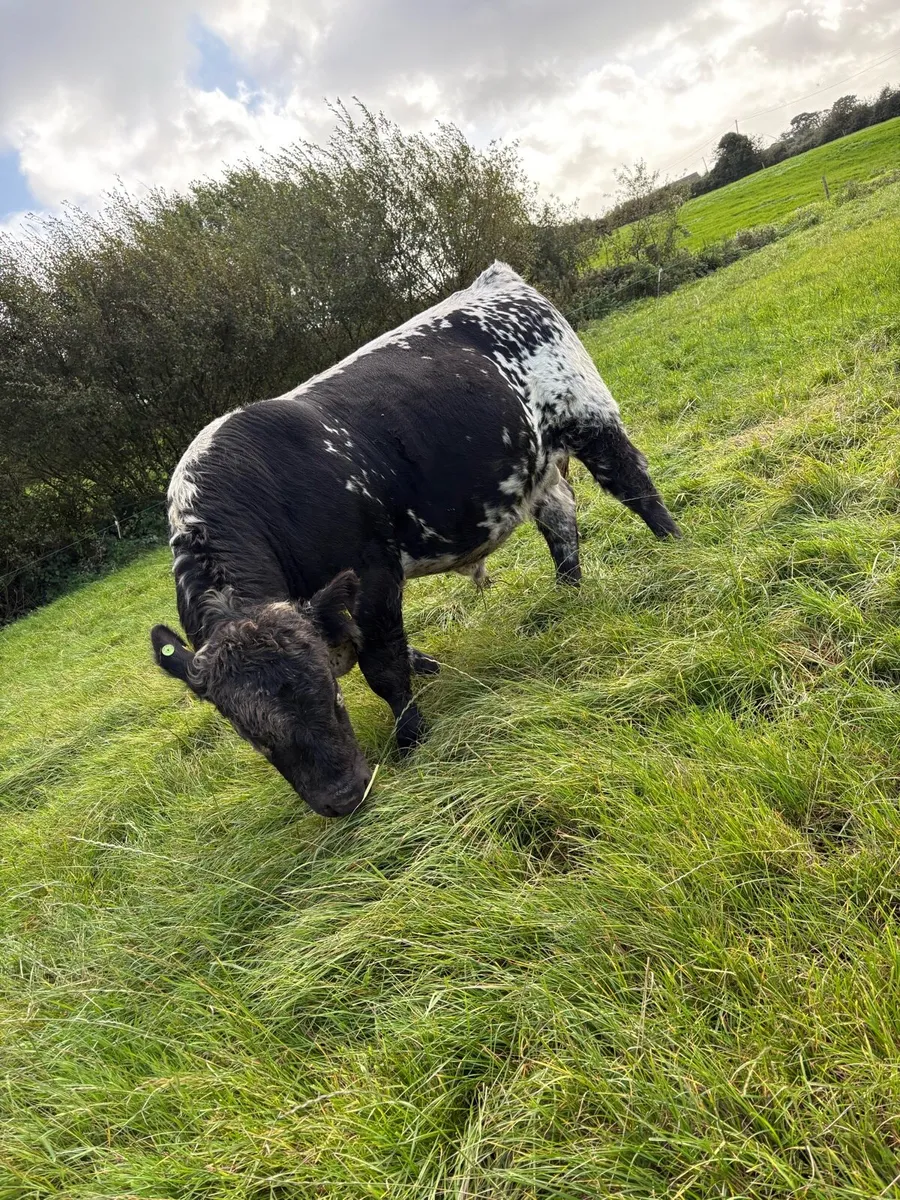 Pedigree Speckle Park Bull - Image 3