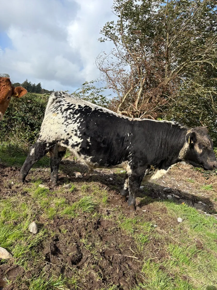 Pedigree Speckle Park Bull - Image 4