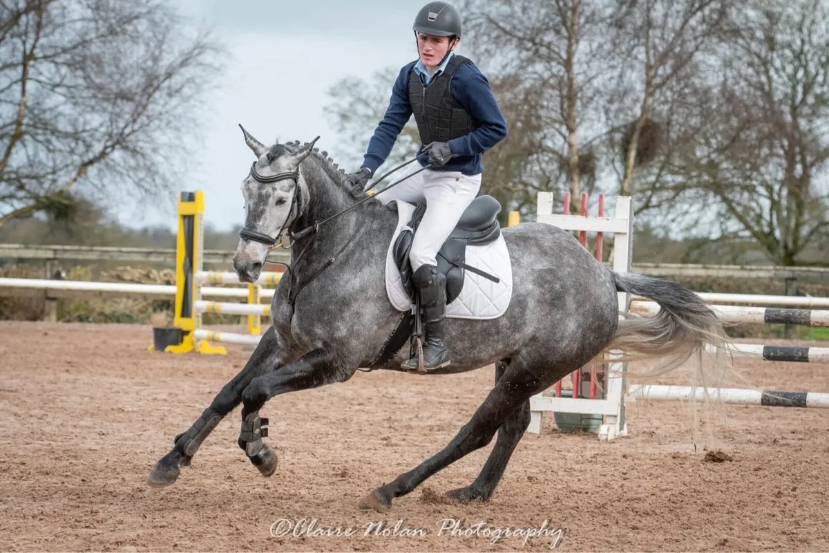 Super Event Horse - Image 4