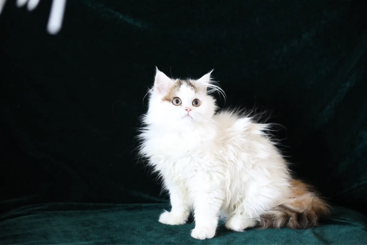 Beautiful Purebreed British longhair female kitten - Image 1