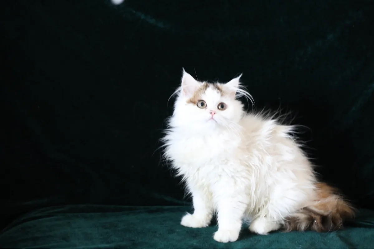 Beautiful Purebreed British longhair female kitten - Image 2