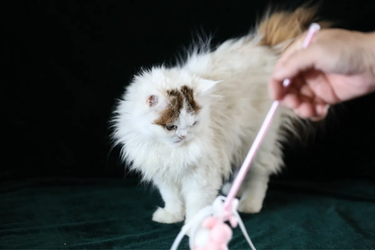 Beautiful Purebreed British longhair female kitten - Image 3