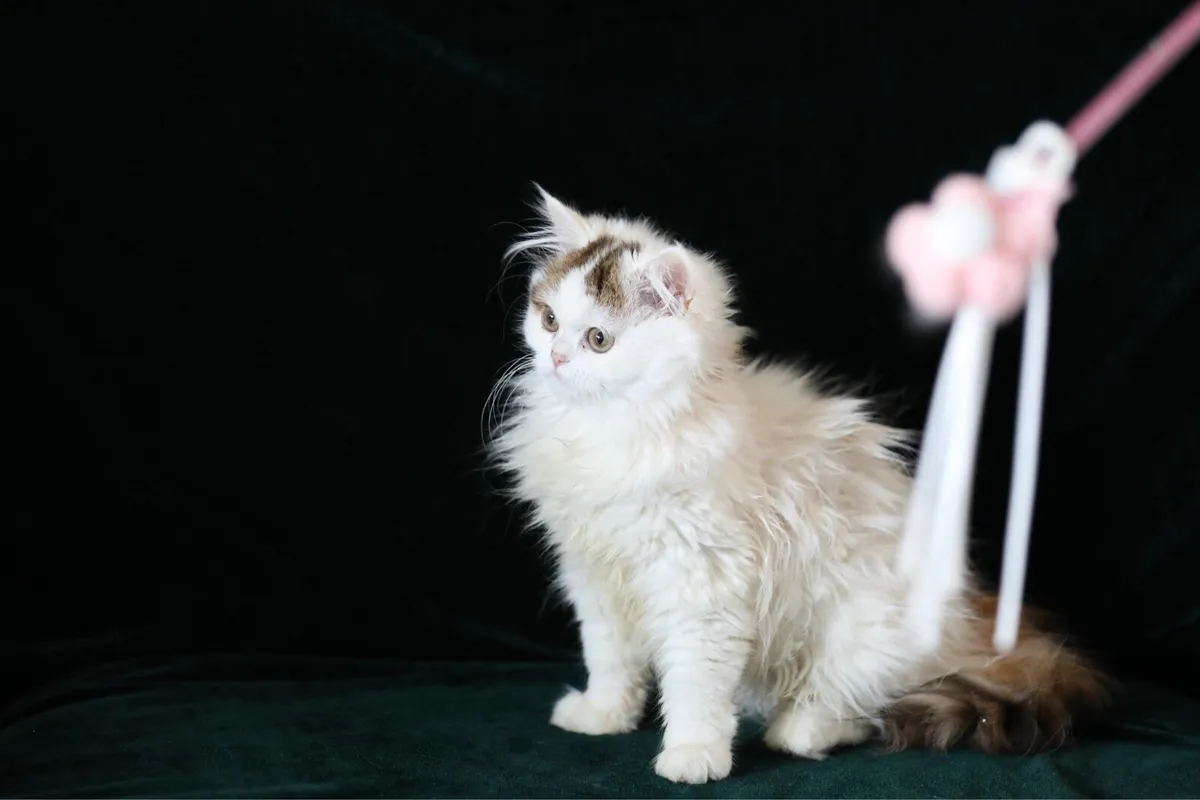 Beautiful Purebreed British longhair female kitten - Image 4