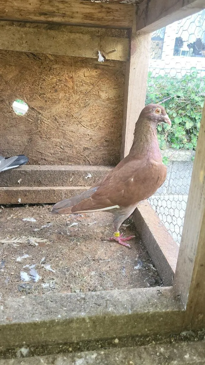 Pigeon - Image 1