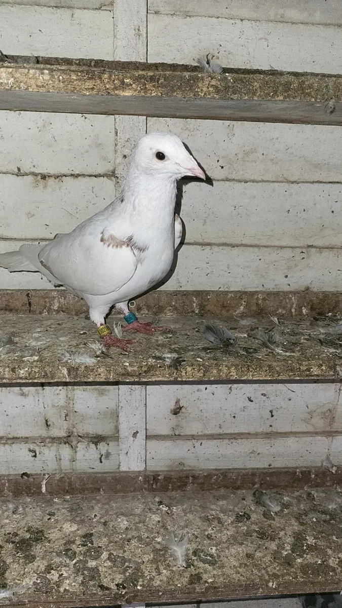 Pigeon - Image 2
