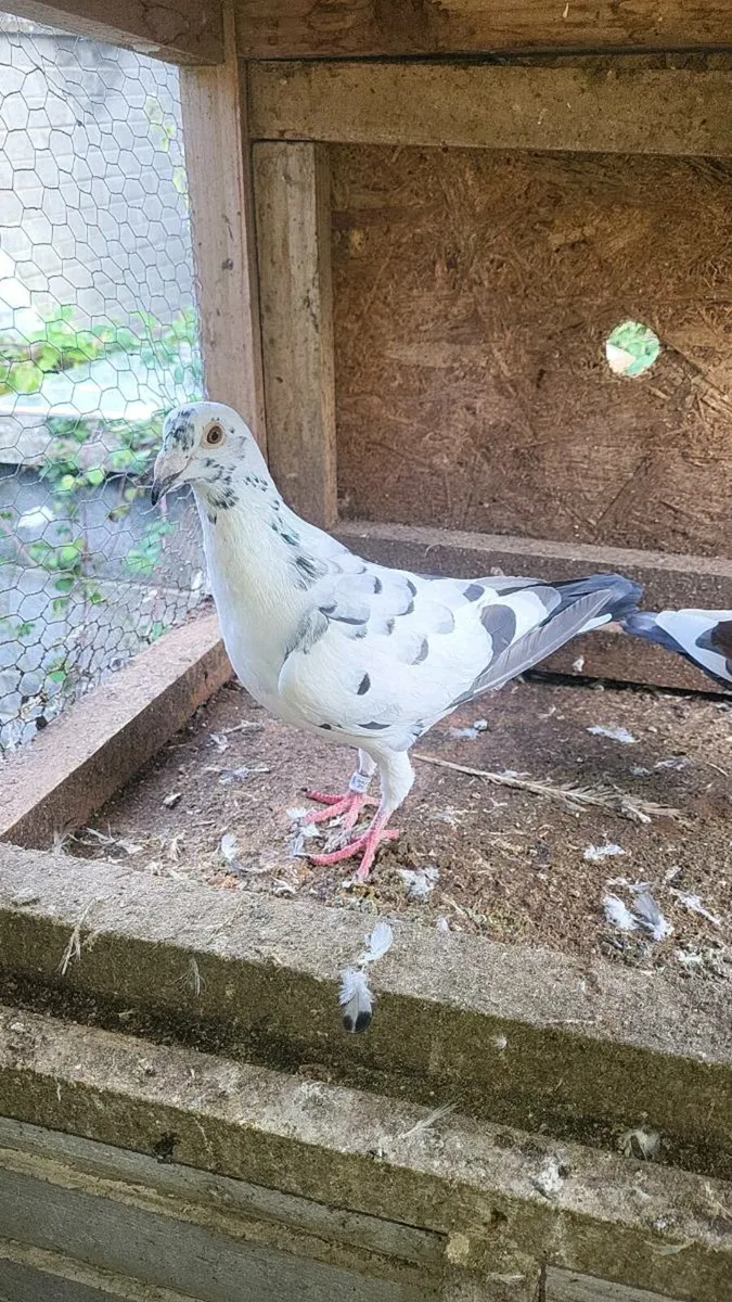 Pigeon - Image 3