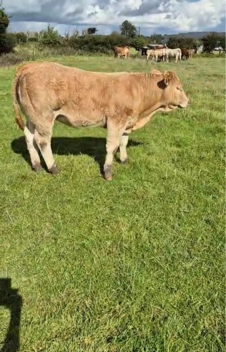 Weanling Heifer - Image 1
