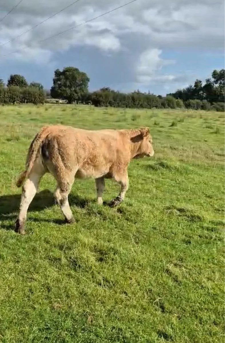 Weanling Heifer - Image 2
