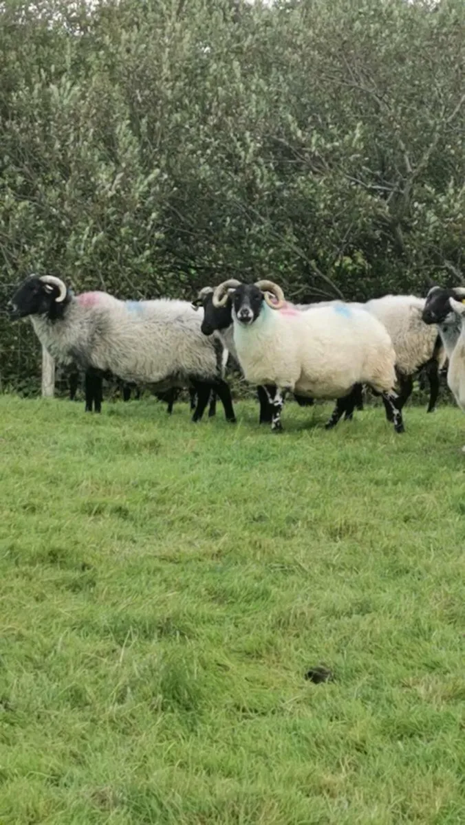 12 mayo/lanark cull ewes - Image 1