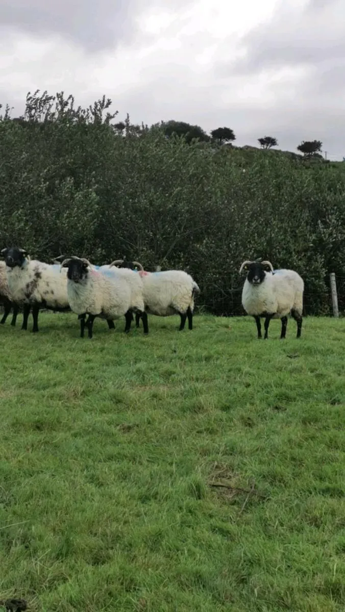 12 mayo/lanark cull ewes - Image 2