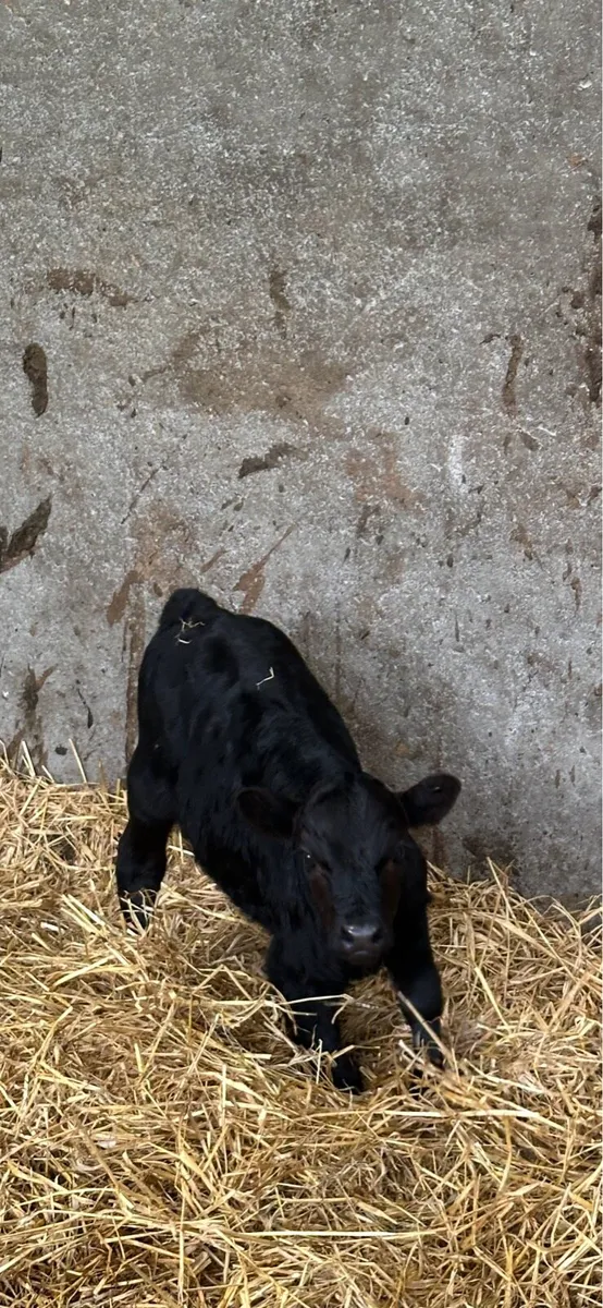 Short legged Dexter cow and Charolais calf - Image 2