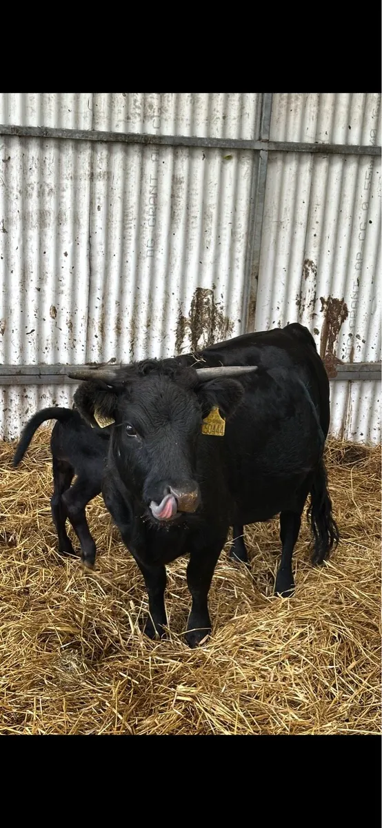 Short legged Dexter cow and Charolais calf - Image 3