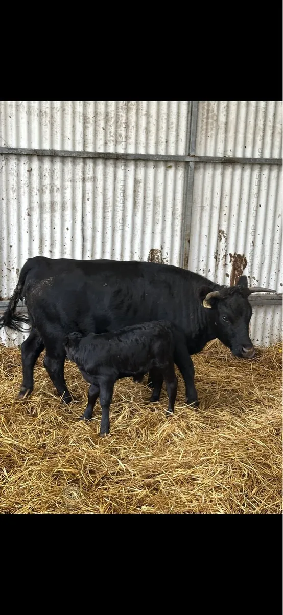 Short legged Dexter cow and Charolais calf - Image 4