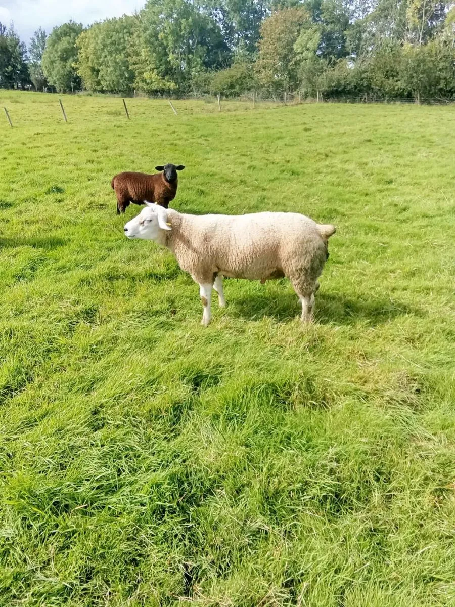 Texel hgt rams - Image 1