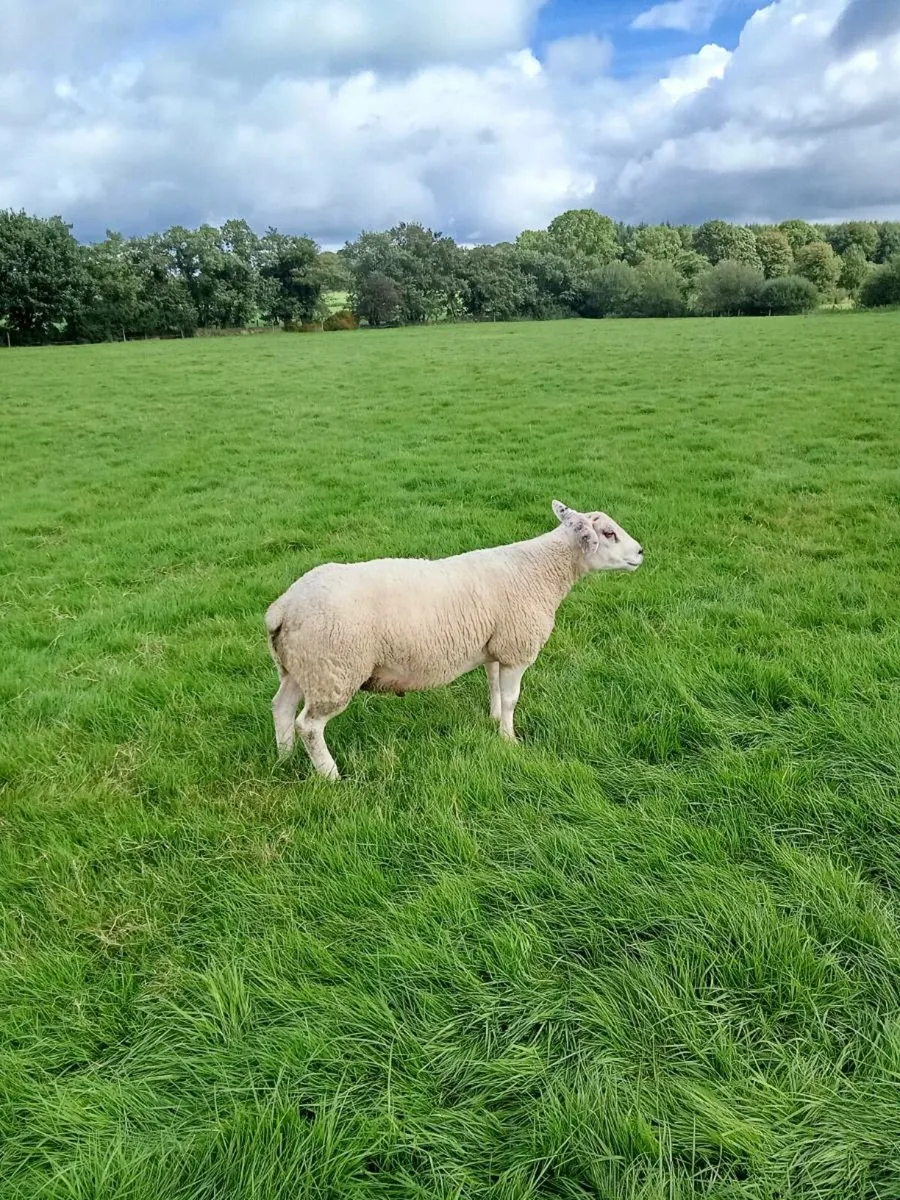 Texel hgt rams - Image 2