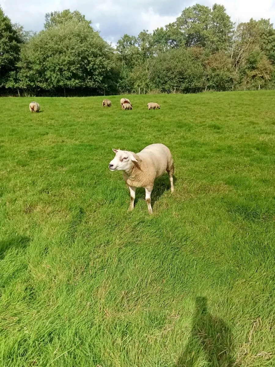 Texel hgt rams - Image 4