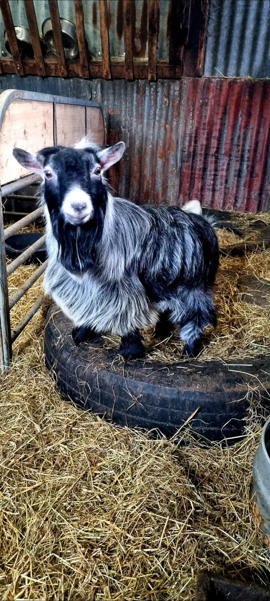 Pygmy Goat - Image 2