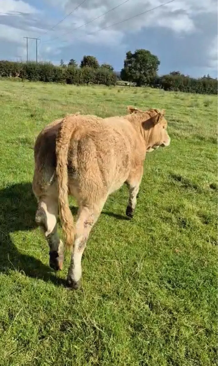 Weanling Heifer - Image 3