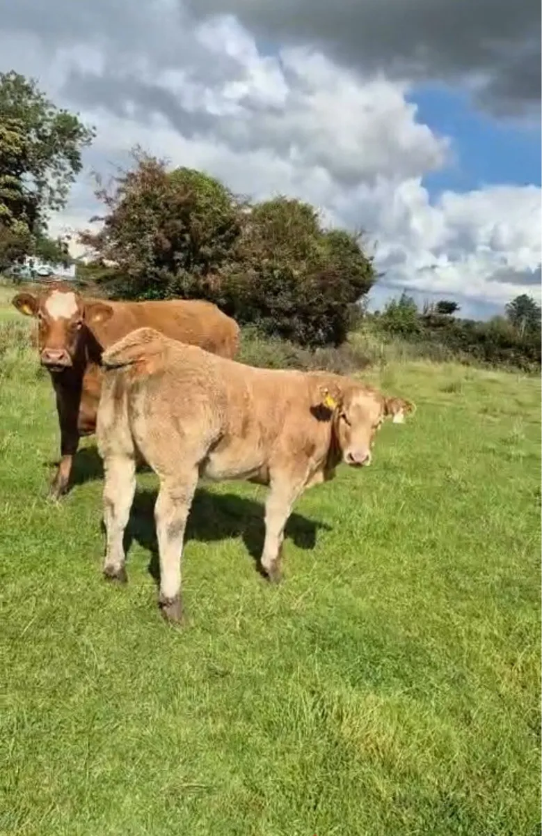 Weanling Heifer - Image 4