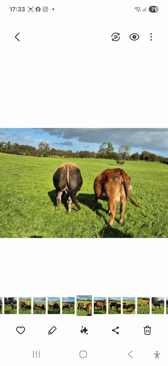 PBR Aubrac Bull - Image 3