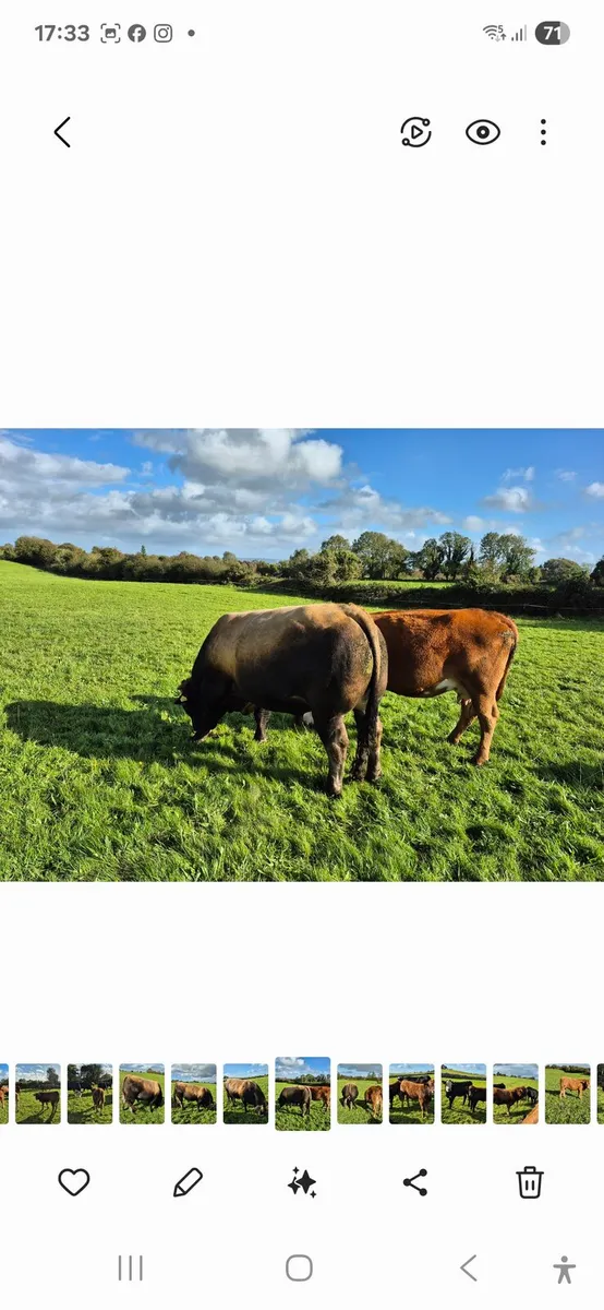 PBR Aubrac Bull - Image 4