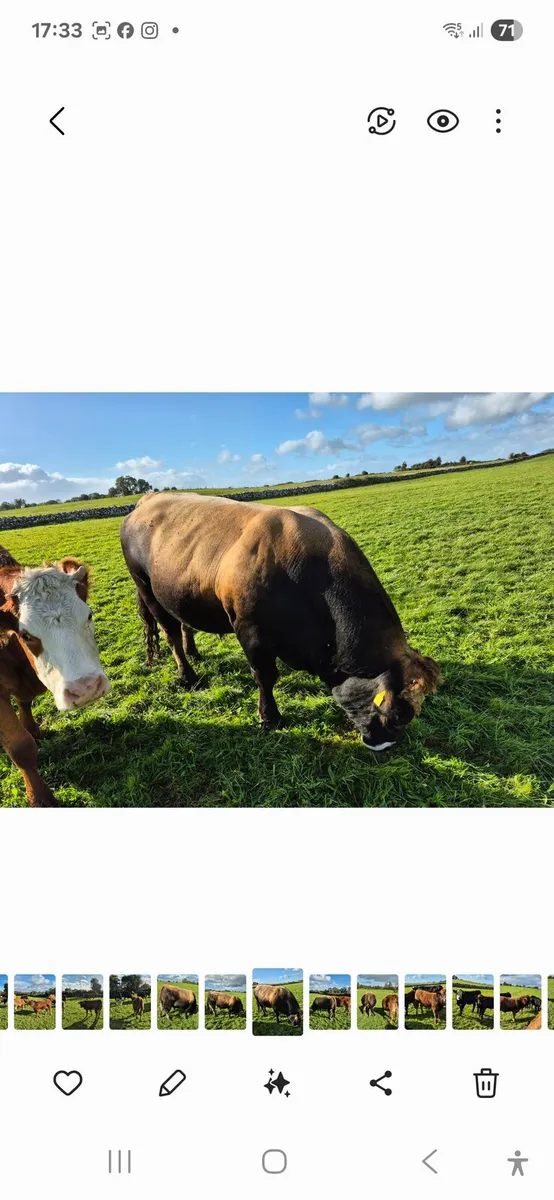 PBR Aubrac Bull - Image 2