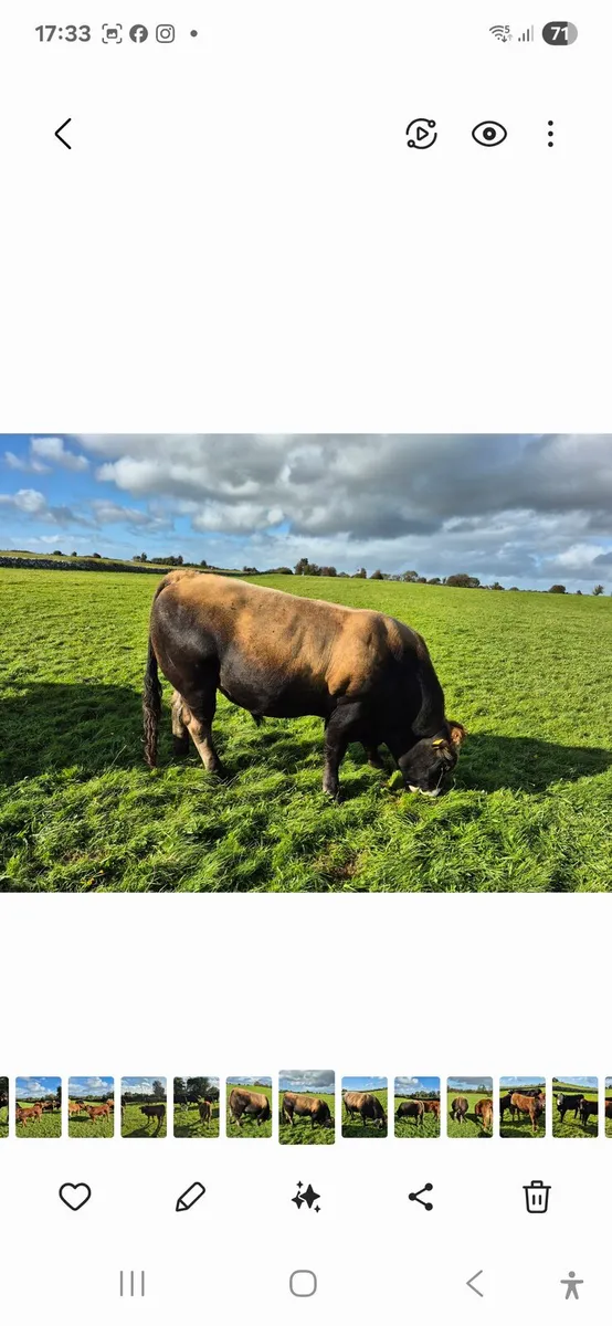 PBR Aubrac Bull - Image 1