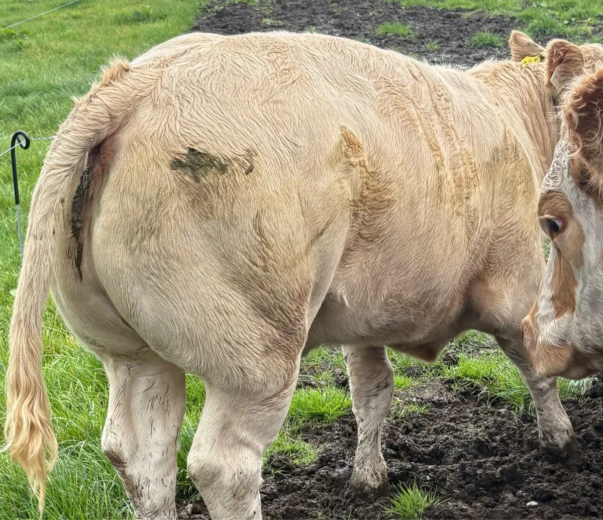 Show Heifer 4⭐️Loughrea - Image 1
