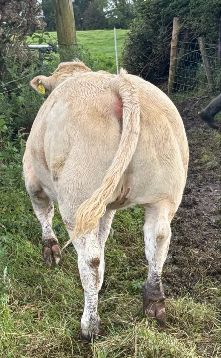 Show Heifer 4⭐️Loughrea - Image 2