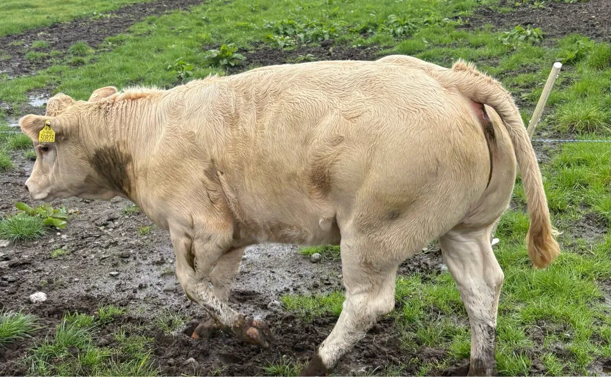 Show Heifer 4⭐️Loughrea - Image 3