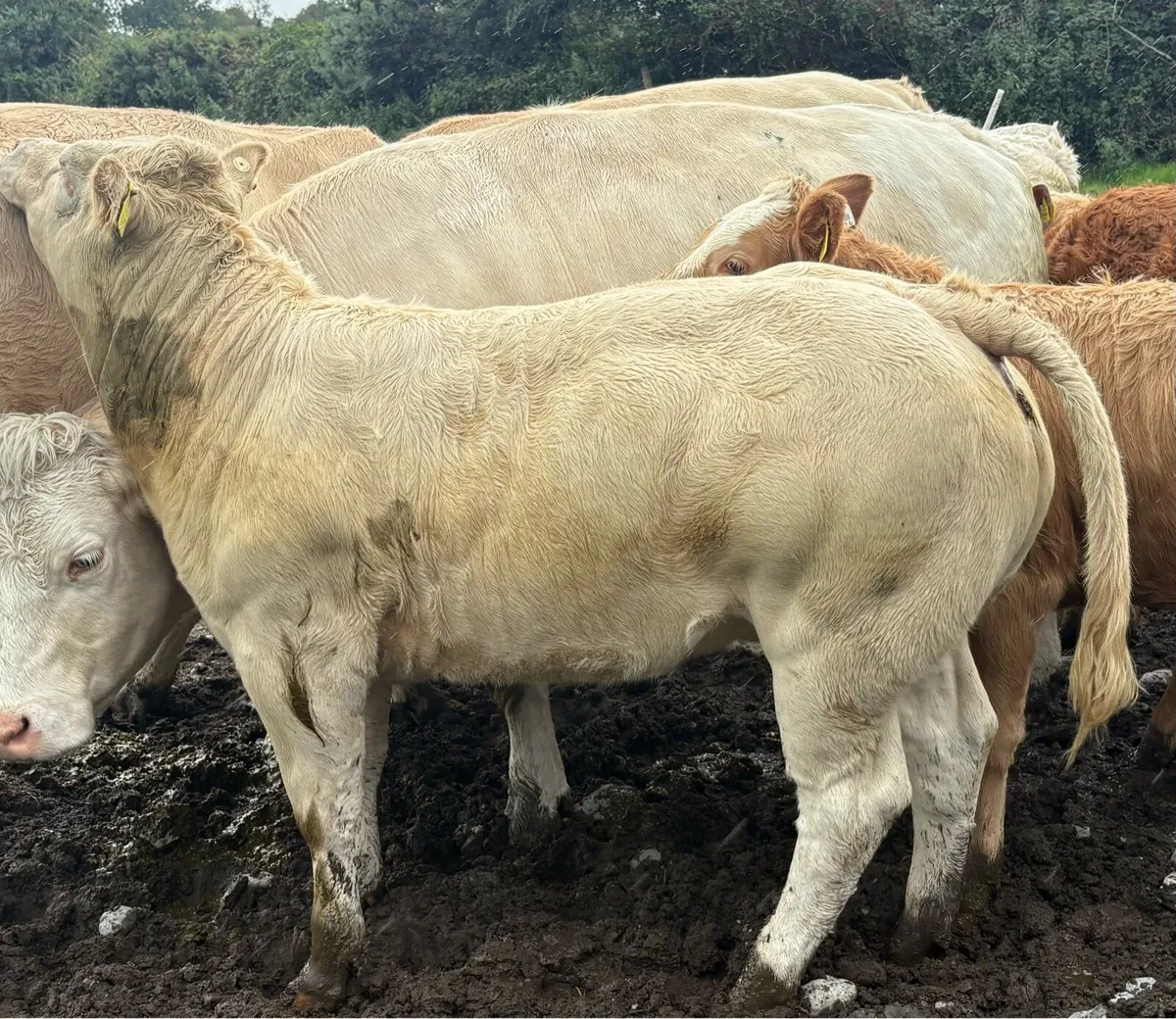 Show Heifer 4⭐️Loughrea - Image 4