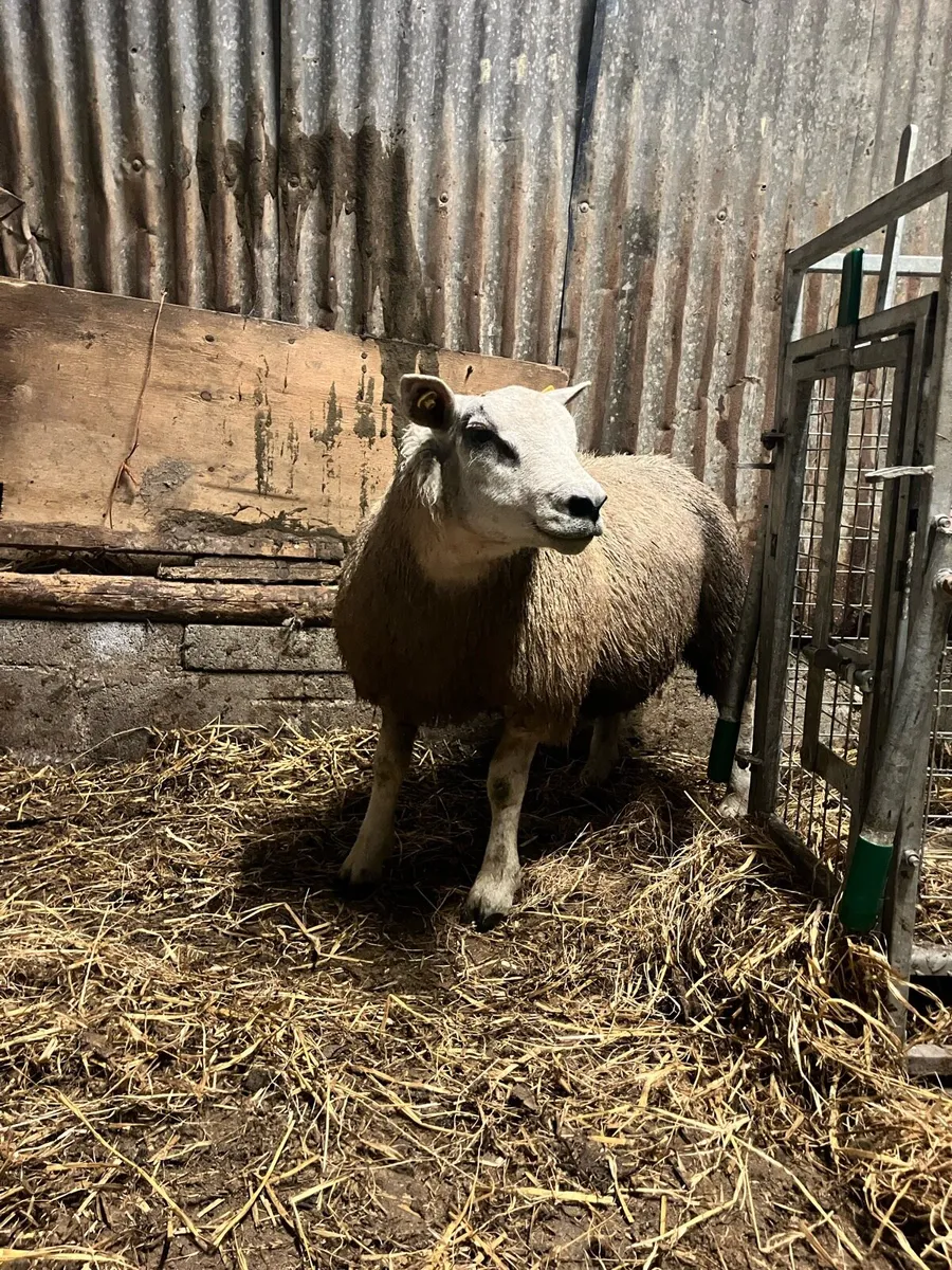 Chartex ram - Image 2