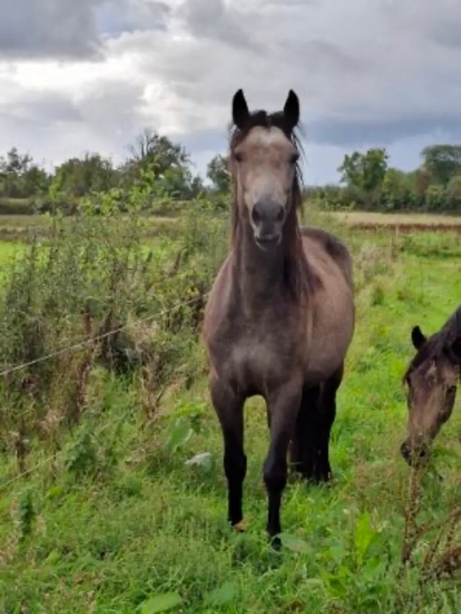 Pony - Image 3