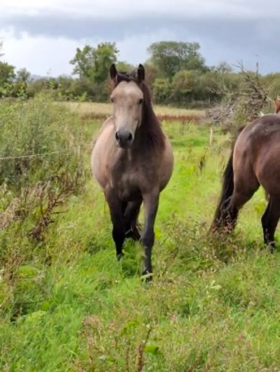 Pony - Image 4