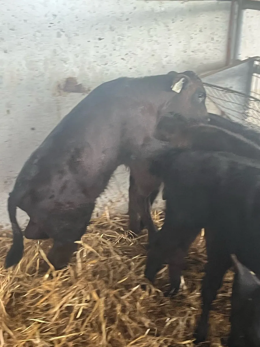 10 SUPER ANGUS CALVES - Image 1