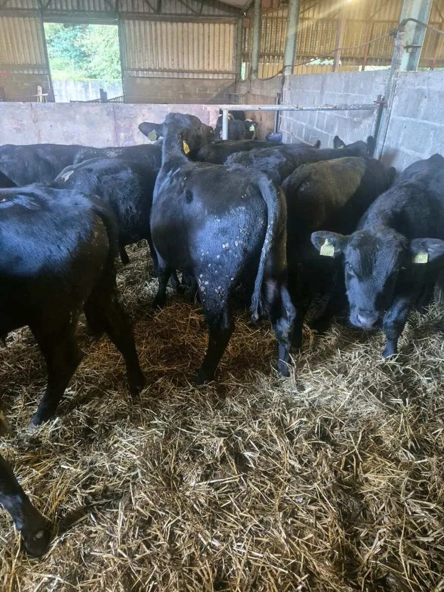 15 Angus bull weanlings - Image 1