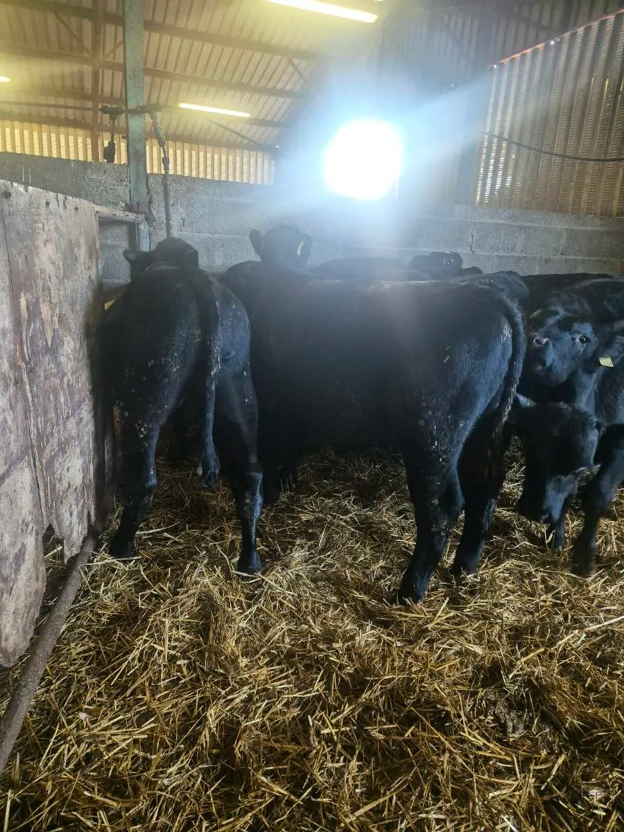 15 Angus bull weanlings - Image 2