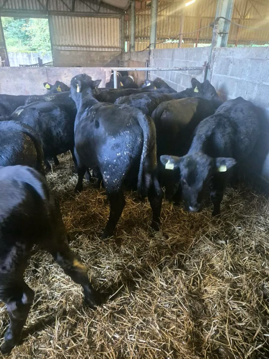 15 Angus bull weanlings - Image 3