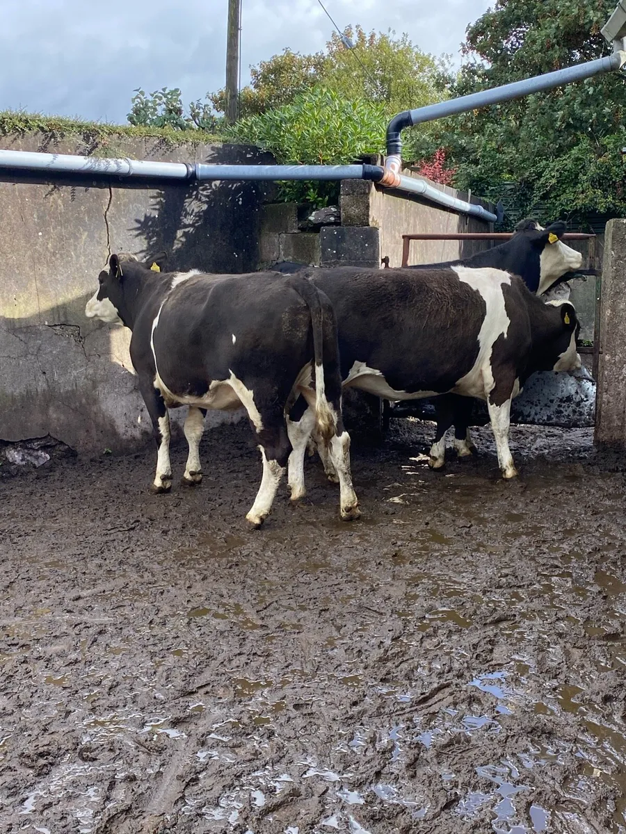 THREE CRACKING SPRINGERS - Image 1