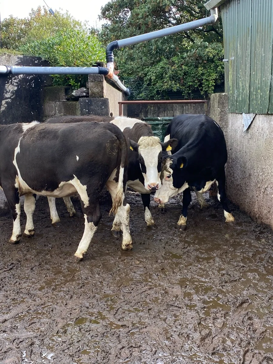 THREE CRACKING SPRINGERS - Image 3