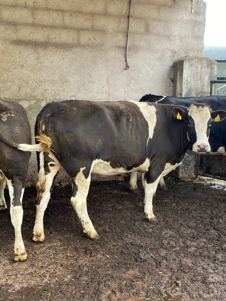 THREE CRACKING SPRINGERS - Image 4